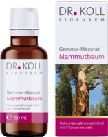 GEMMO-MAZERAT Mammutbaum Dr.Koll Sequoia giga.Tro.